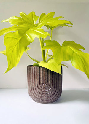 Philodendron Selloum - Gold