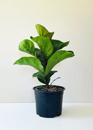 Ficus Lyrata - Bambino