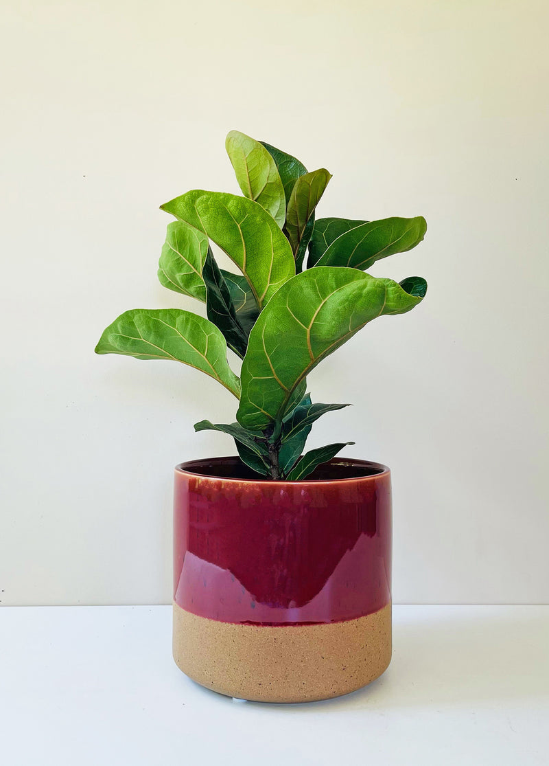 Ficus Lyrata - Bambino