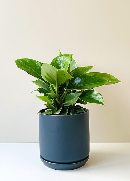 Philodendron selloum -  Imperial Green