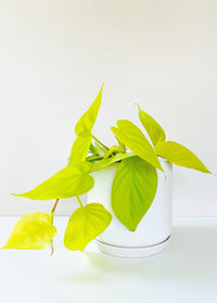 Philodendron hederaceum - Lemon Lime