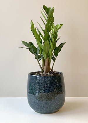 Zamioculcas zamiifolia - Zanzibar Gem, Indoor Pot Plant New Zealand